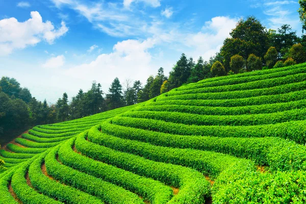 Depositphotos 72276047 Stock Photo Tea Plantations In China