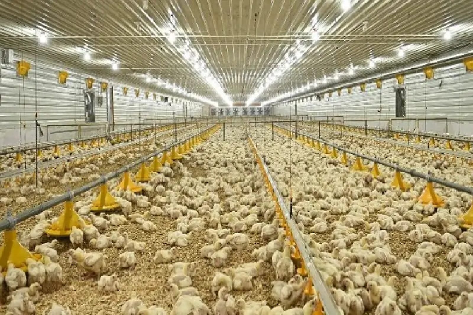 broiler focon
