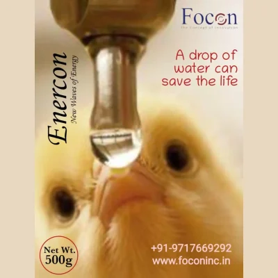 focon chiks focon chiks